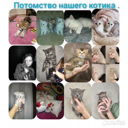 Вязка Британец кот на вязку