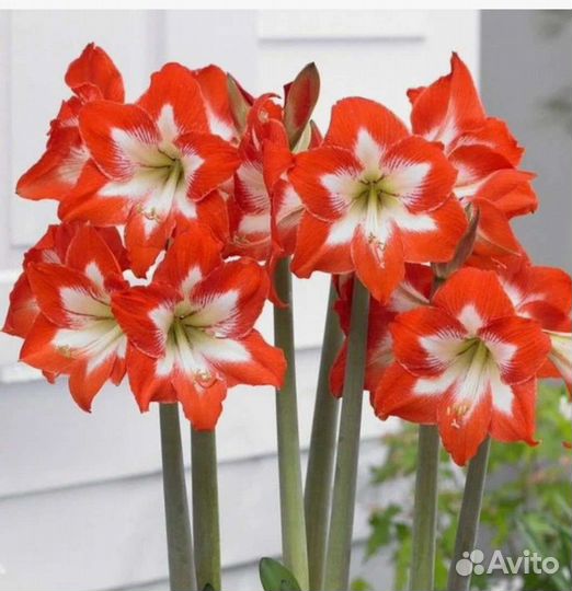 Гиппиаструм