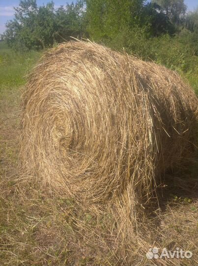Сено в тюках