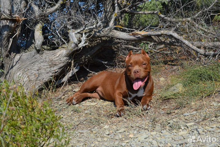 Американский булли