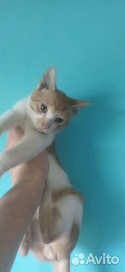 Отдам в добрые руки