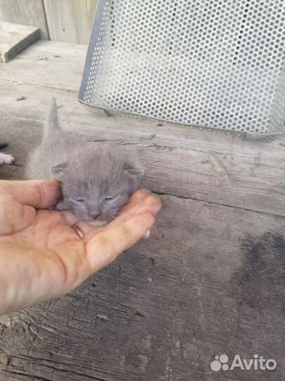 Отдам в добрые руки котят