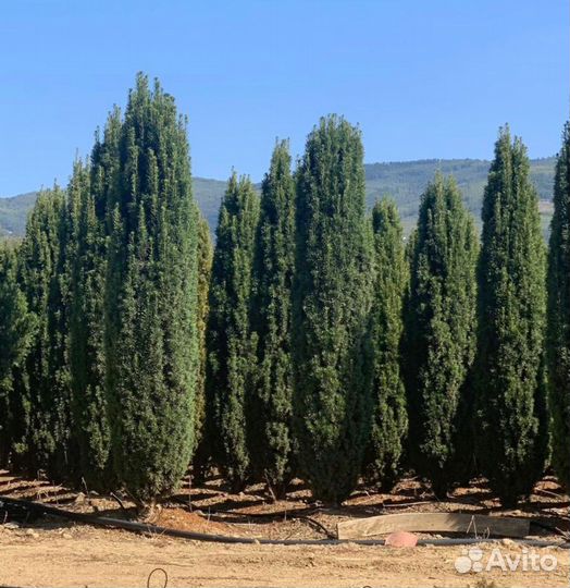 Чернозем,Навоз Крс,Земля,Перегной 2-3г,до 15т