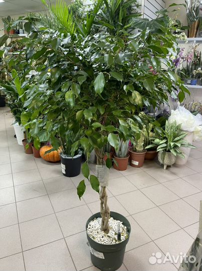 Фикус Бенджамина