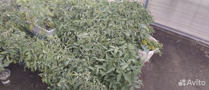 Рассада помидор, перца, капусты