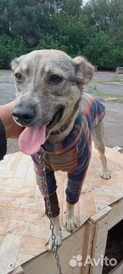 Собака в добрые руки