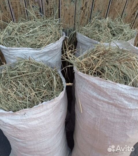 Сено в мешках для морских свинок