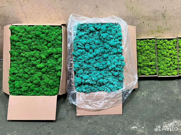 Стабилизированный мох опт розница