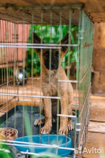 Спасите из приюта Синди