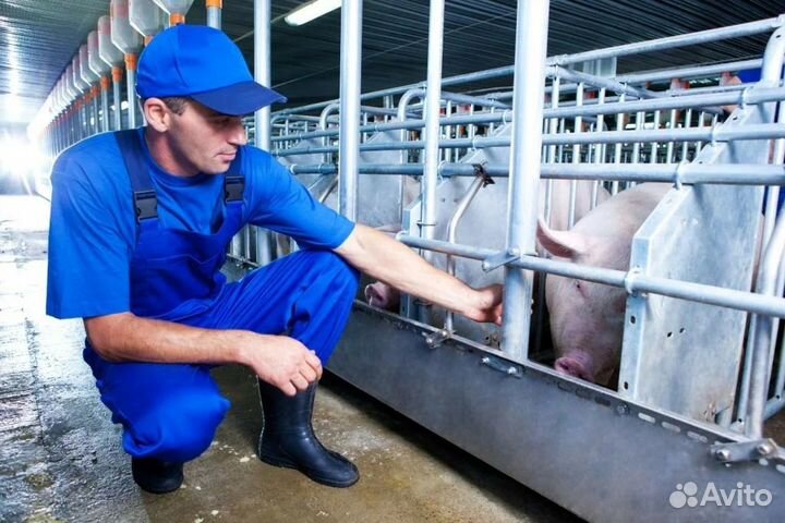 Разнорабочий на свинокомплекс/Вахта/ Воронеж