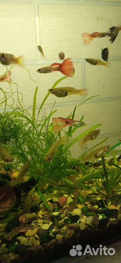 Аквариумные рыбки гуппи, молинезии, креветки