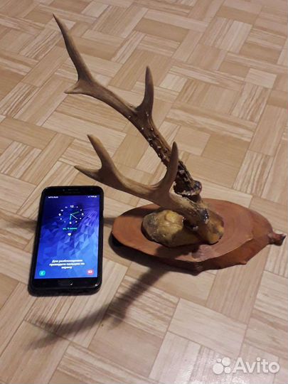 Рога косули