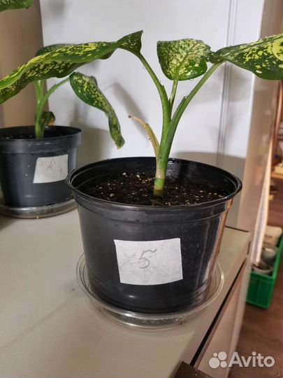 Диффенбахия