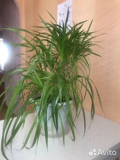 Пальма панданус