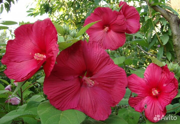 Гибискус травянистый садовый малиновый,розов,бардо