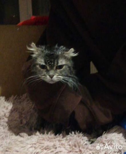 Кот в добрые руки