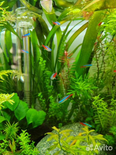 Аквариумные растения. Прополка штучно и набором
