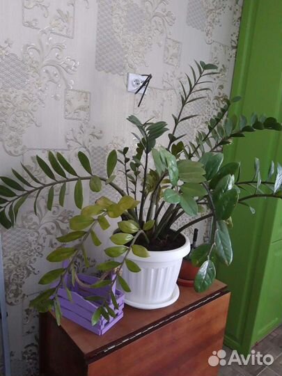 Цветы для дома