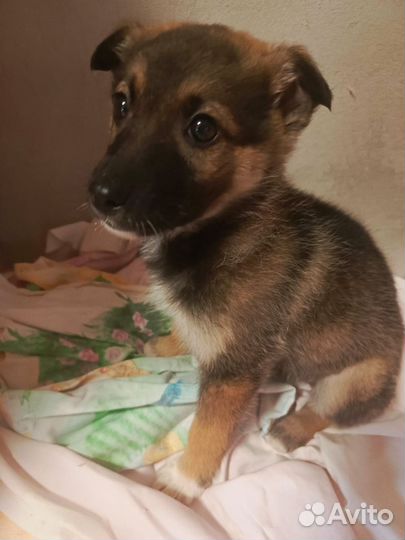 Щенок девочка в добрые руки