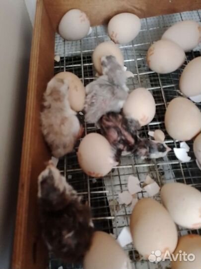 Цыплята цесарки