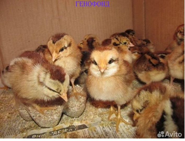 Инкубационное яйцо