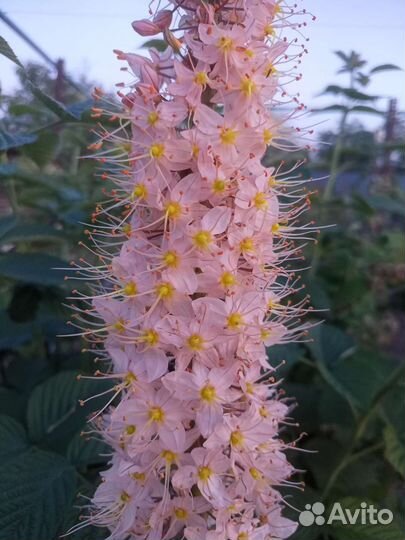 Эремурус сортовой