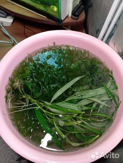 Аквариумные растения бесплатно