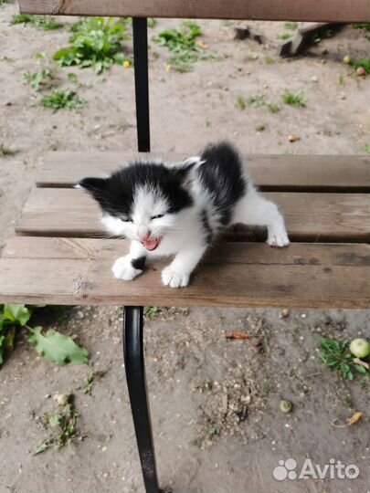 Котята в добрые руки бесплатно