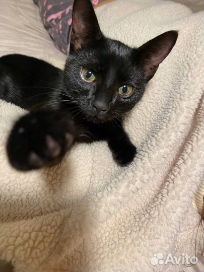 Кошка в дар бесплатно
