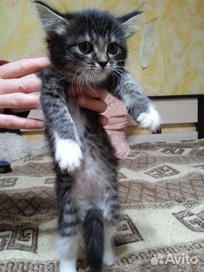 Отдам котят в добрые руки