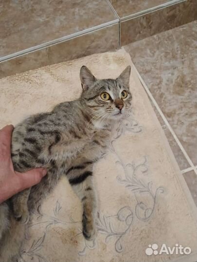 Котик молодой