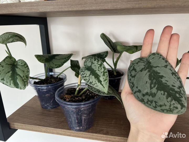 Сциндапсус треби, экзотика, эпипремнум