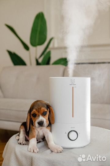 Бигль. Шоу класса. Документы РКФ