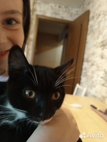 Ориентальные котята