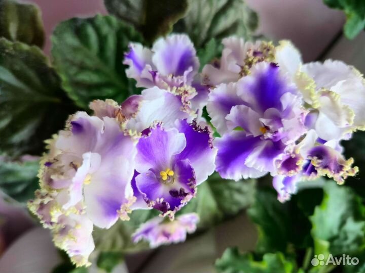 Сортовые фиалки