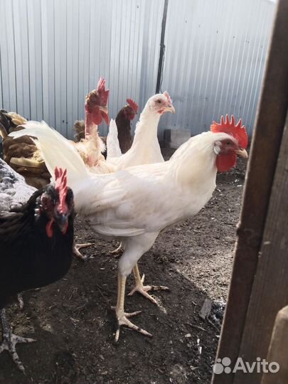 Молодые петушки