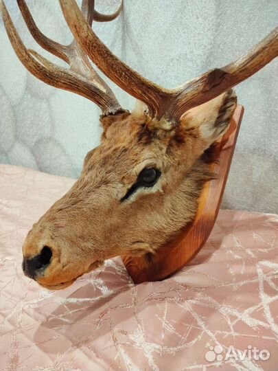 Чучело головы оленя
