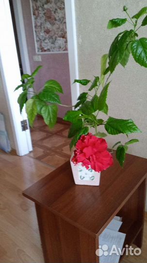 Лилей Каллы и физалис/гибискус и почвопокров,Колеу