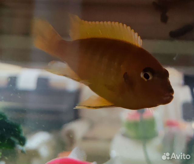 Рыба цихлида Красная Зебра 9 см