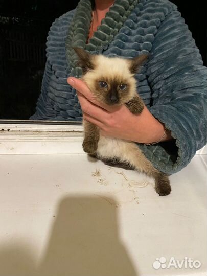 Кошка в дар бесплатно