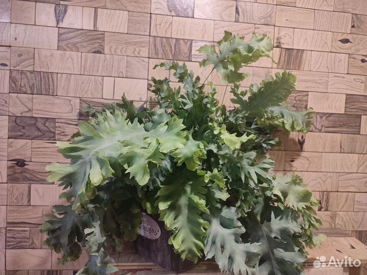 Флебодиум давана