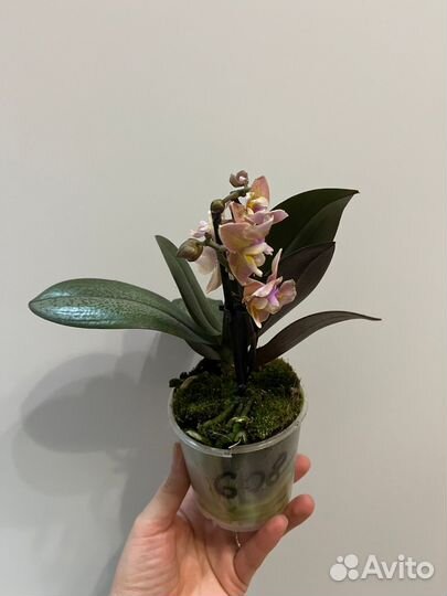 Фаленопсисы Бабочки и Пелоры (разные)