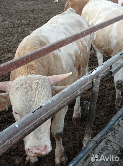 Быки на племя