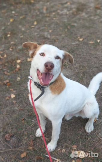 Крутой Пес Добрыня