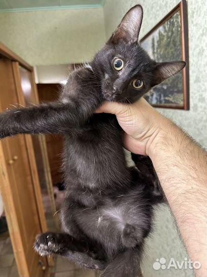 Удивительные милашки