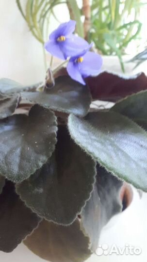 Фиалка в горшках 3 шт