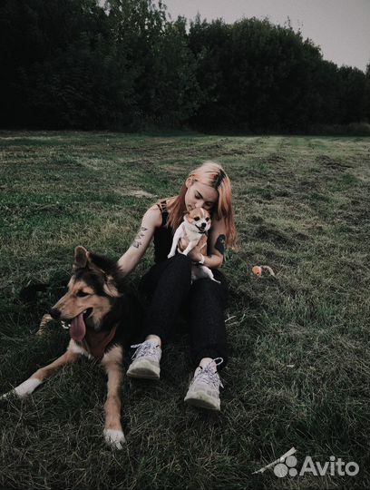 Передержка домашних животных