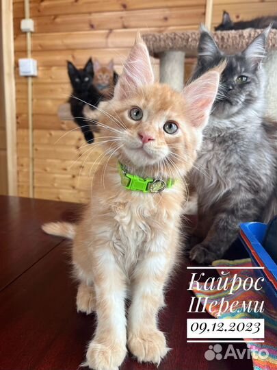 Мейн-кун котята питомник Шереми