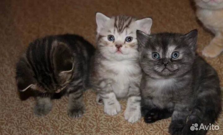 Шотландские котята