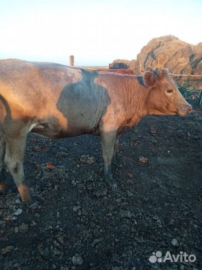 Тёлки стельные